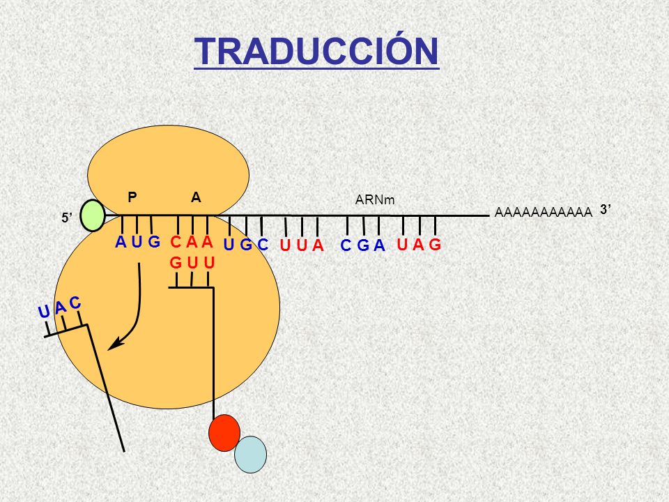 TRADUCCIÓN A U G C A A U G C U U A C G A U A G G U U U A C Gln-Met P A