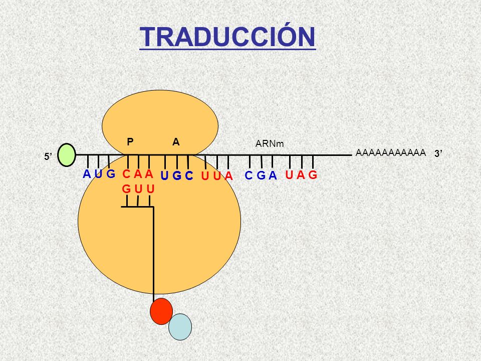 TRADUCCIÓN A U G C A A U G C U G C U U A C G A U A G G U U Gln-Met P A