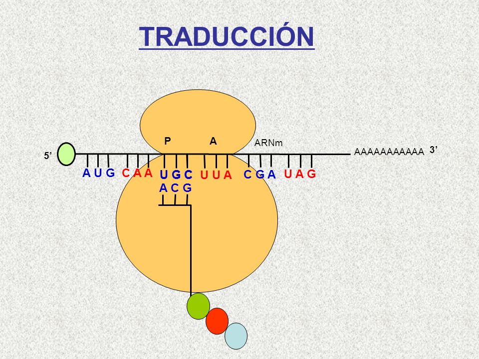 TRADUCCIÓN A U G C A A U G C U G C U U A C G A U A G A C G Cys-Gln-Met
