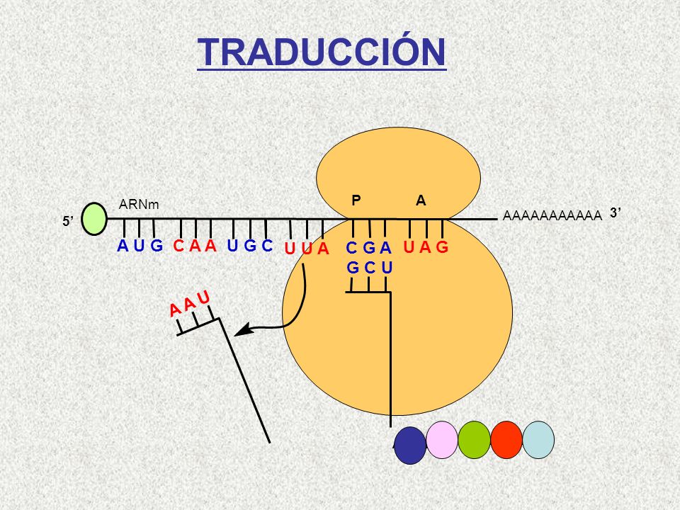 TRADUCCIÓN A U G C A A U G C U U A C G A U A G G C U A A U