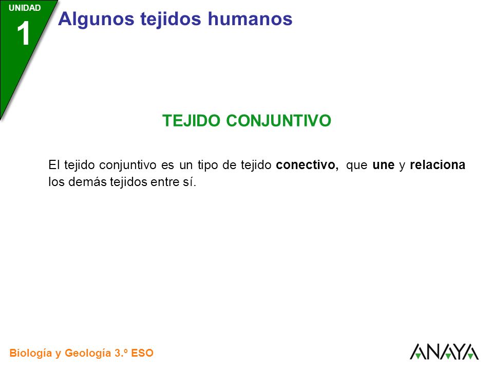 TEJIDO CONJUNTIVO El tejido conjuntivo es un tipo de tejido conectivo, que une y relaciona los demás tejidos entre sí.