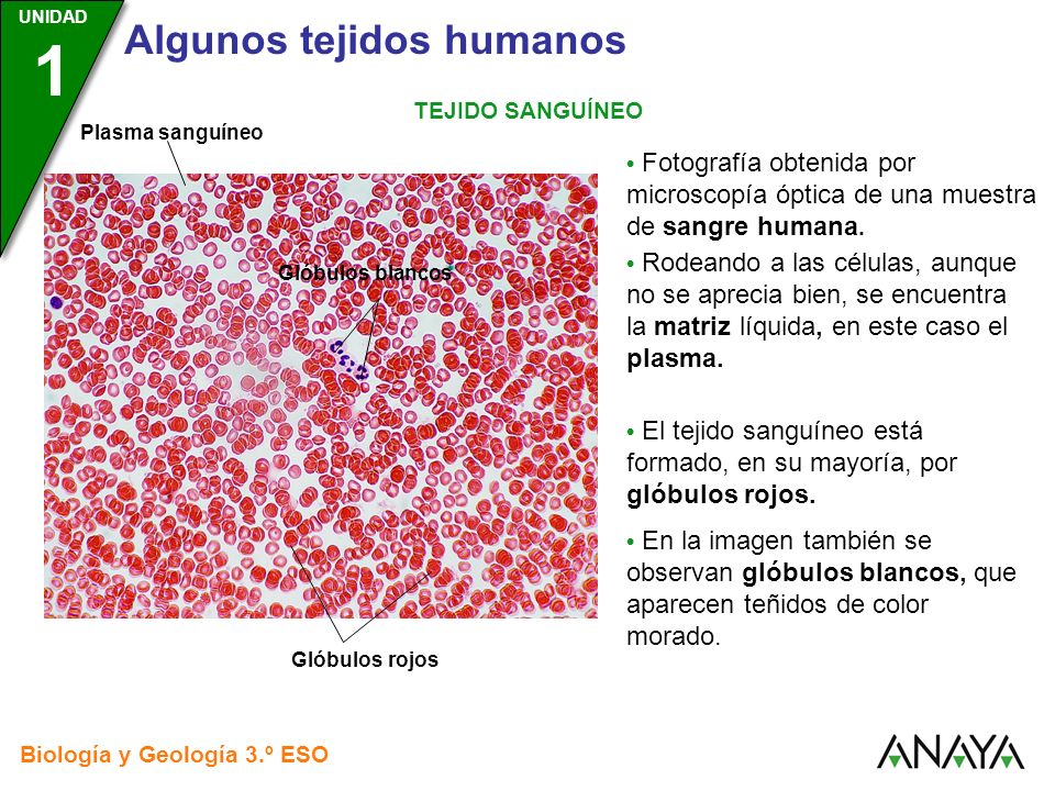 • El tejido sanguíneo está formado, en su mayoría, por glóbulos rojos.