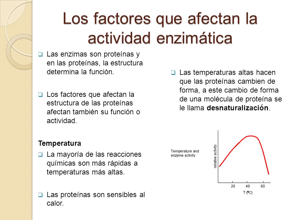 Los factores que afectan la actividad enzimática