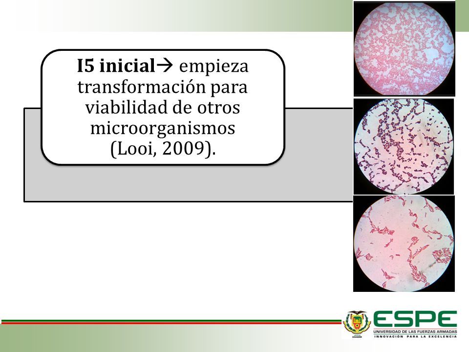 I5 inicial empieza transformación para viabilidad de otros microorganismos (Looi, 2009).