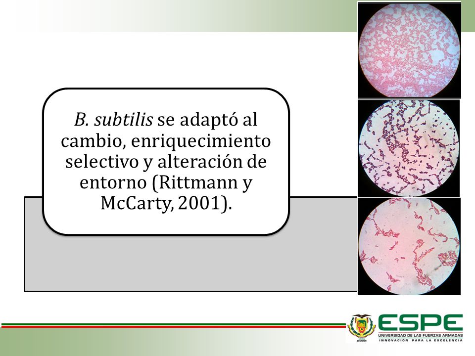 B. subtilis se adaptó al cambio, enriquecimiento selectivo y alteración de entorno (Rittmann y McCarty, 2001).