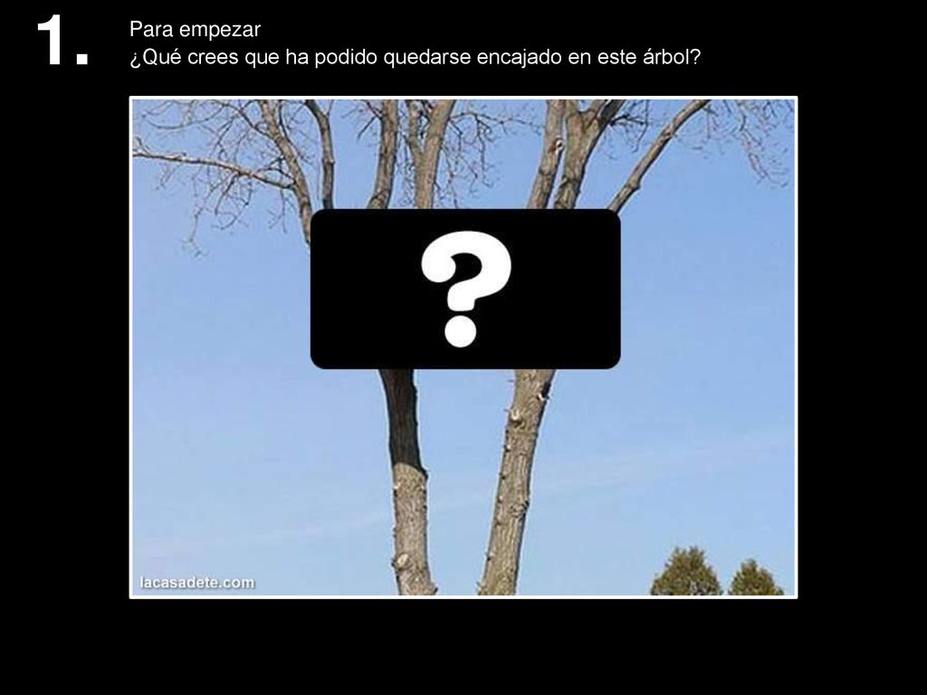 1. Para empezar ¿Qué crees que ha podido quedarse encajado en este árbol