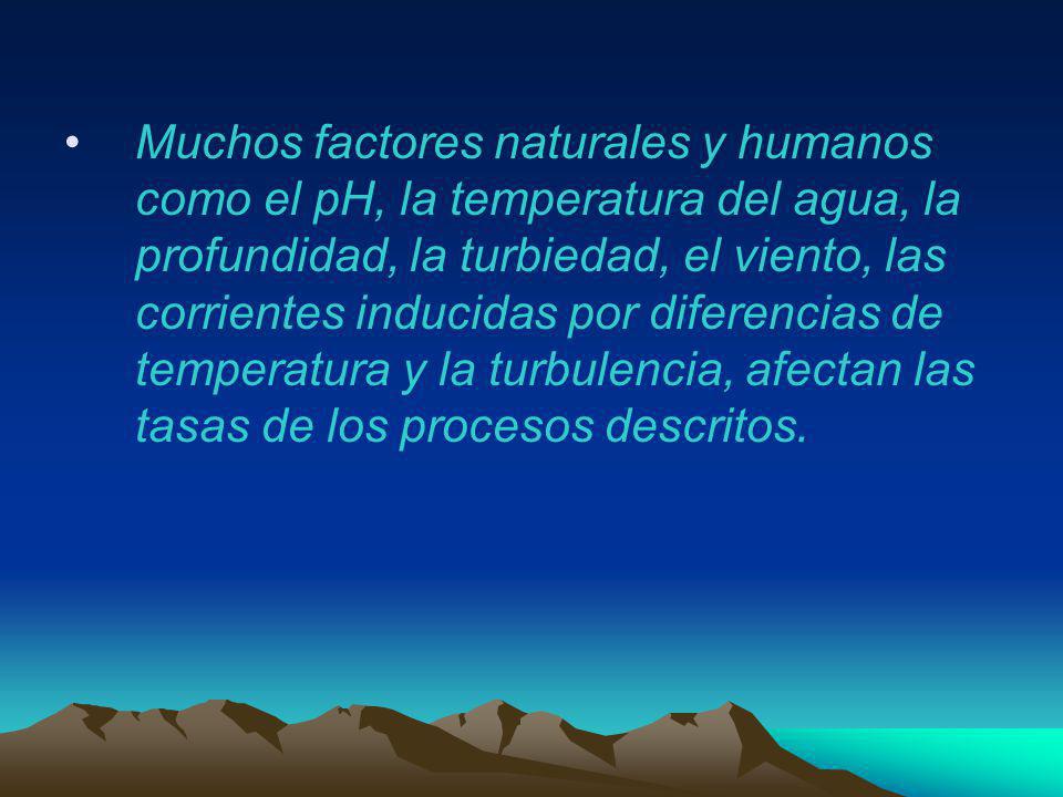 Muchos factores naturales y humanos como el pH, la temperatura del agua, la profundidad, la turbiedad, el viento, las corrientes inducidas por diferencias de temperatura y la turbulencia, afectan las tasas de los procesos descritos.
