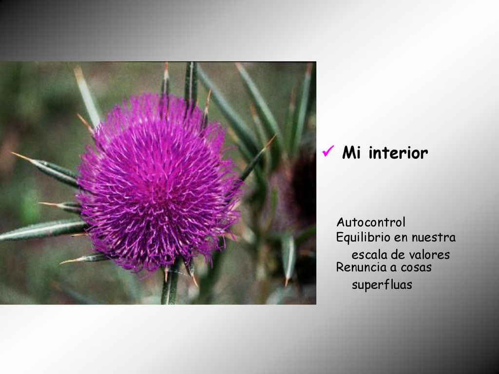  Mi interior Autocontrol Equilibrio en nuestra escala de valores