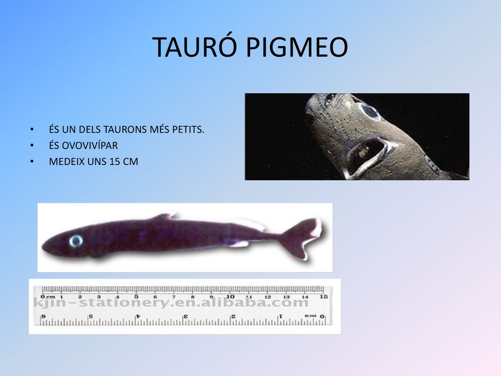 TAURÓ PIGMEO ÉS UN DELS TAURONS MÉS PETITS. ÉS OVOVIVÍPAR