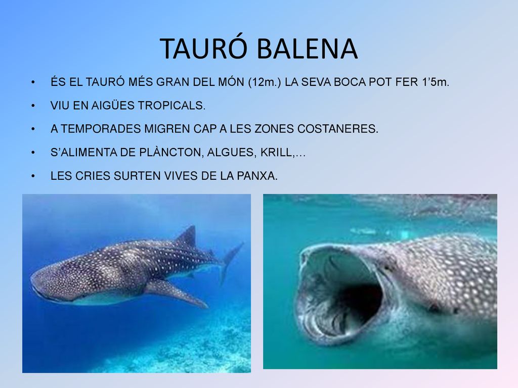 TAURÓ BALENA ÉS EL TAURÓ MÉS GRAN DEL MÓN (12m.) LA SEVA BOCA POT FER 1’5m. VIU EN AIGÜES TROPICALS.