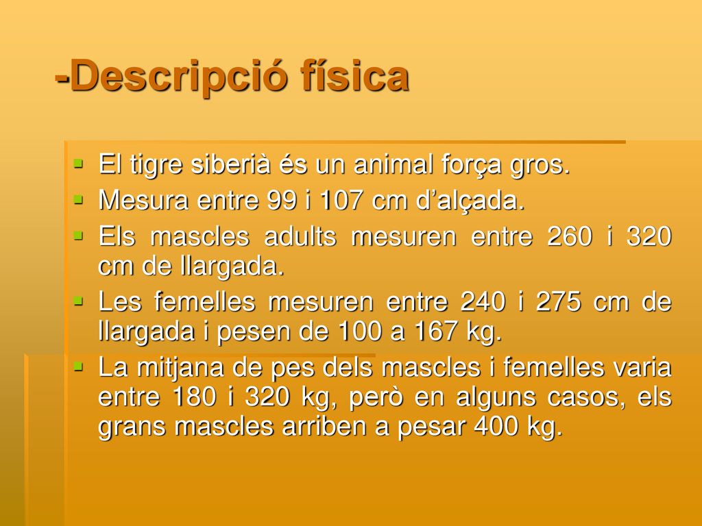 -Descripció física El tigre siberià és un animal força gros.