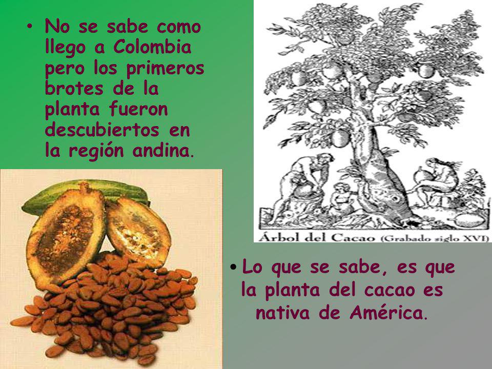 HISTORIA DEL CHOCOLATE