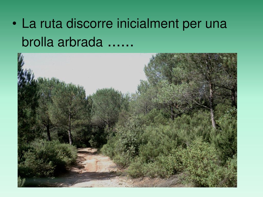 La ruta discorre inicialment per una brolla arbrada