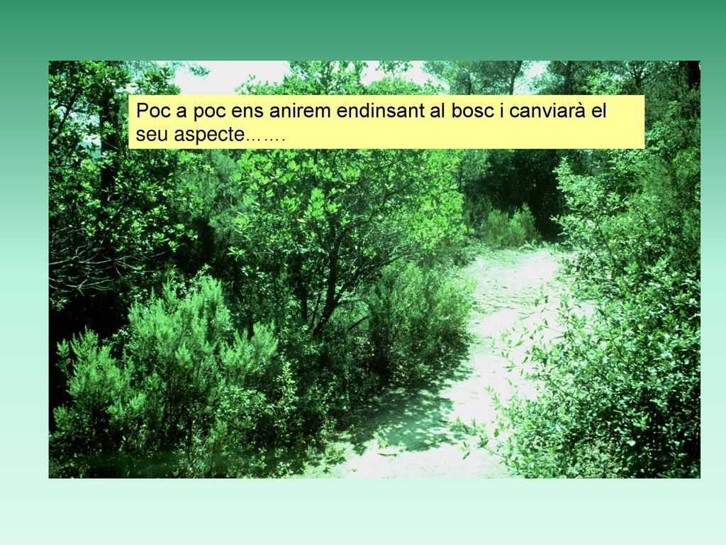 Poc a poc ens anirem endinsant al bosc i canviarà el seu aspecte…….