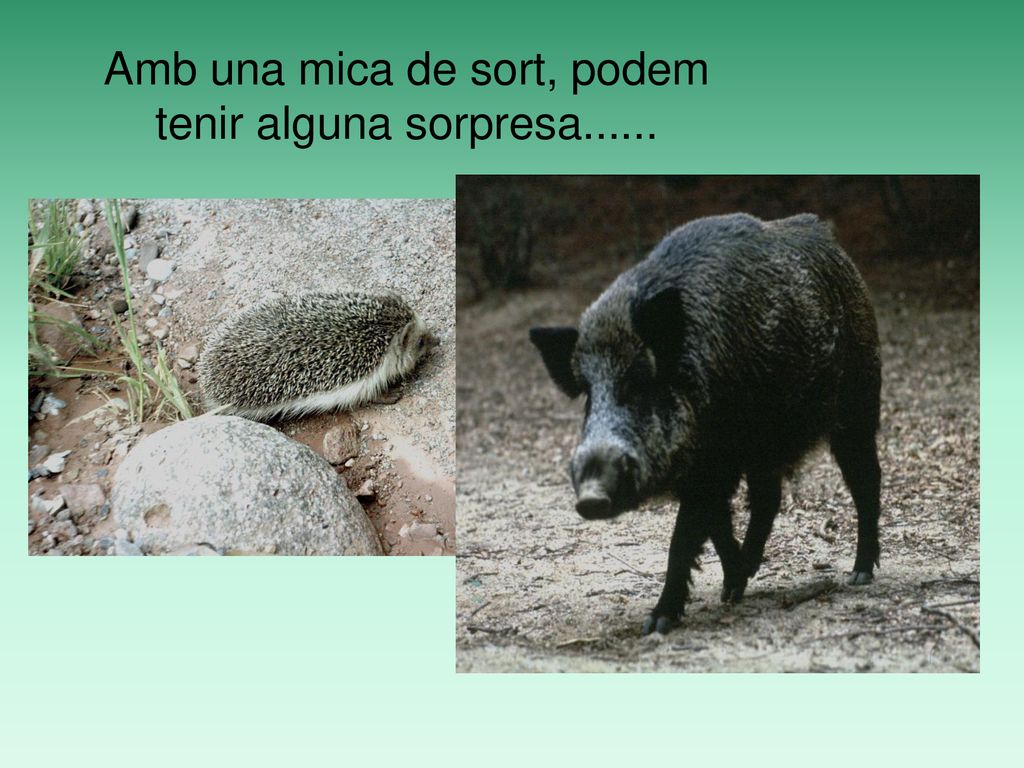 Amb una mica de sort, podem tenir alguna sorpresa......