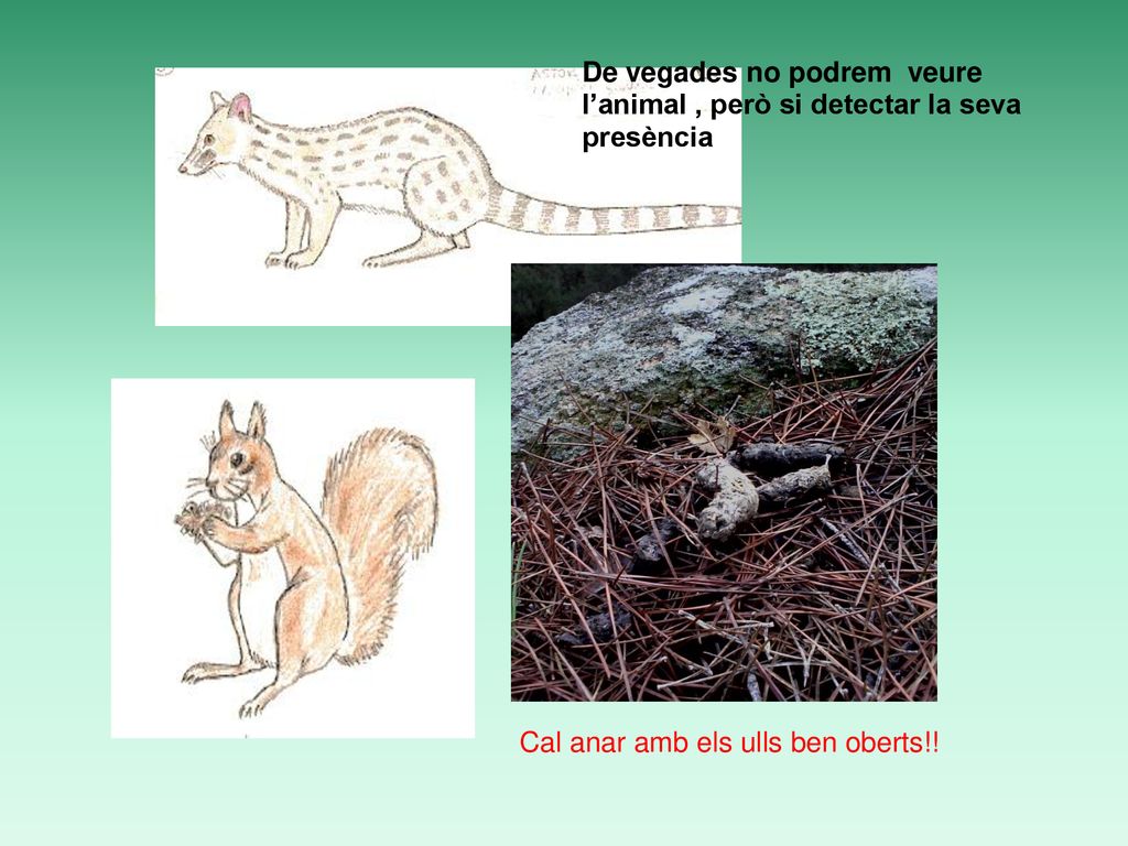 De vegades no podrem veure l’animal , però si detectar la seva presència