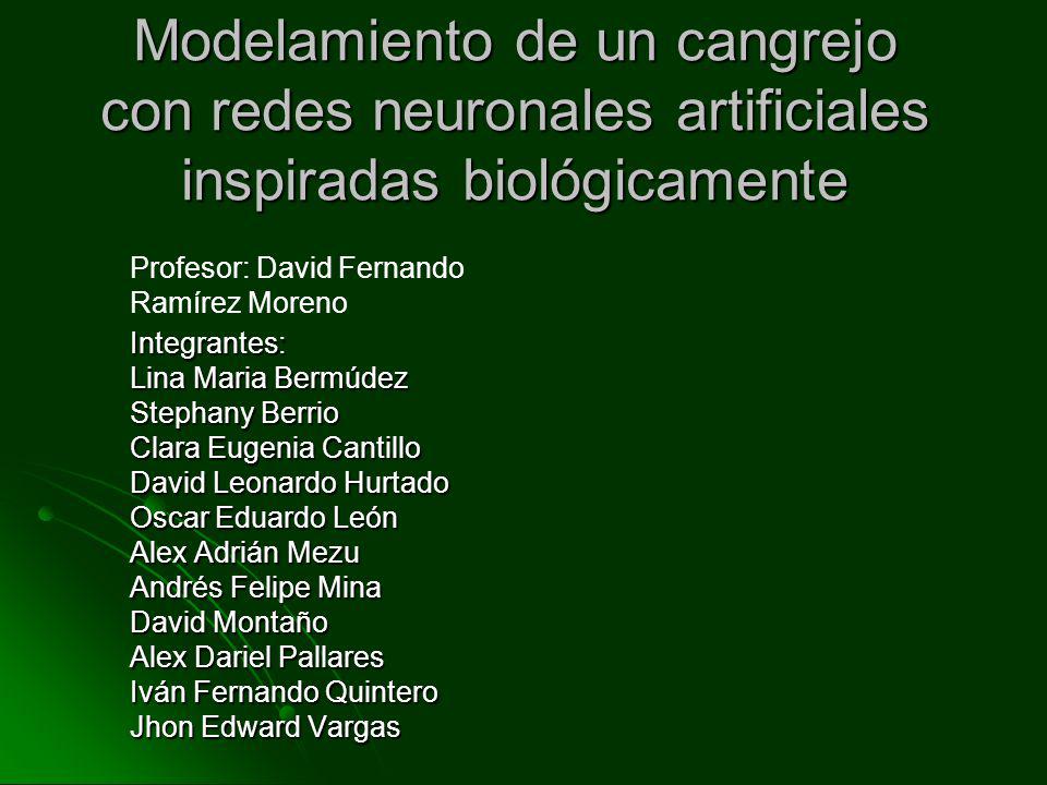 Modelamiento de un cangrejo con redes neuronales artificiales inspiradas biológicamente