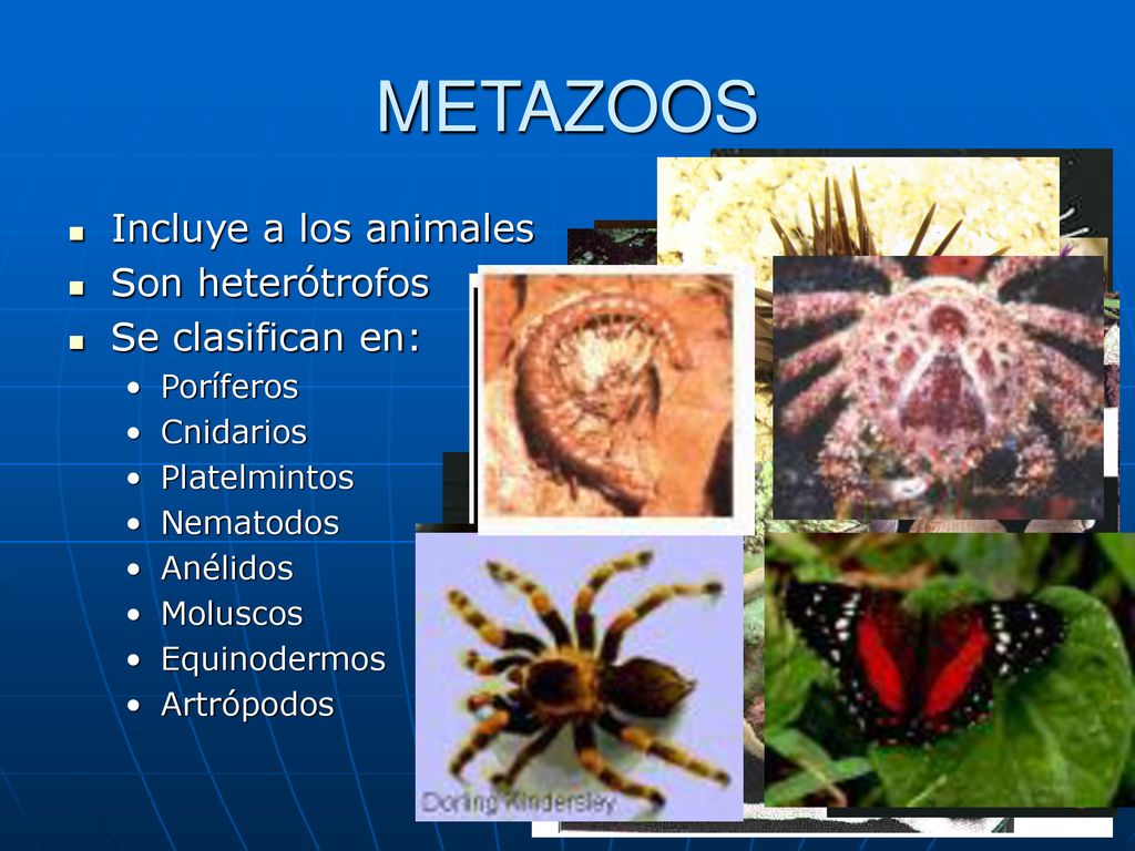 METAZOOS Incluye a los animales Son heterótrofos Se clasifican en: