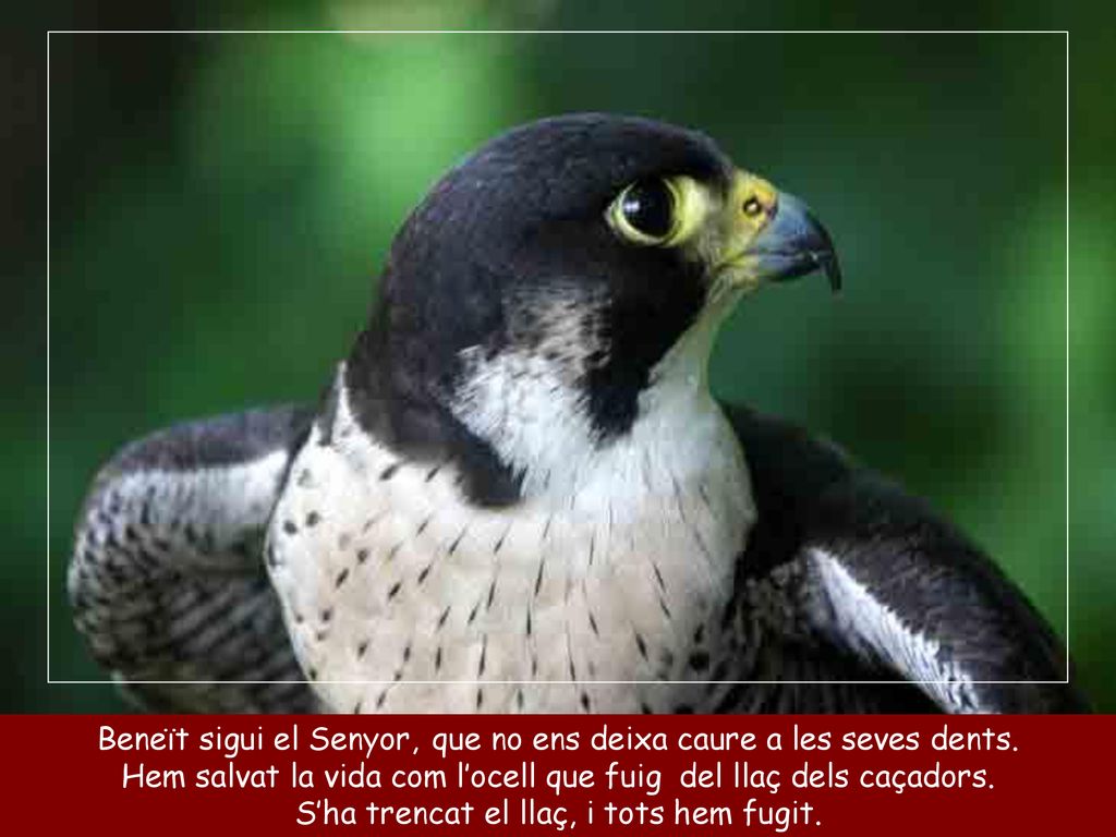 Beneït sigui el Senyor, que no ens deixa caure a les seves dents.