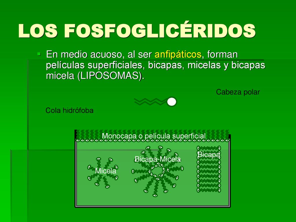 LOS FOSFOGLICÉRIDOS En medio acuoso, al ser anfipáticos, forman películas superficiales, bicapas, micelas y bicapas micela (LIPOSOMAS).