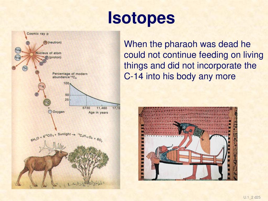 Isotopes When the pharaoh was dead he could not continue feeding on living things and did not incorporate the C-14 into his body any more.