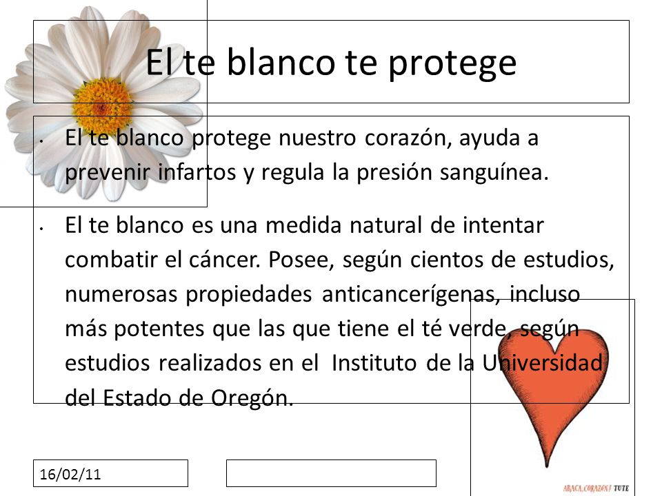 El te blanco te protege El te blanco protege nuestro corazón, ayuda a prevenir infartos y regula la presión sanguínea.