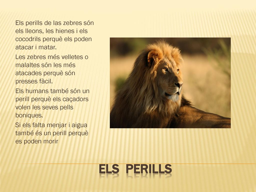 Els perills de las zebres són els lleons, les hienes i els cocodrils perquè els poden atacar i matar.