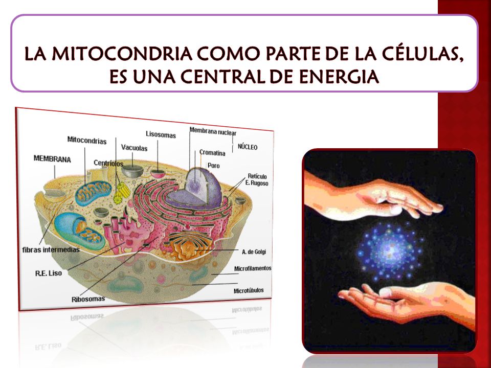 LA MITOCONDRIA COMO PARTE DE LA CÉLULAS, ES UNA CENTRAL DE ENERGIA