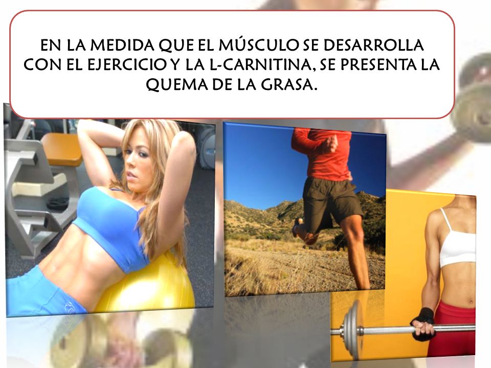 EN LA MEDIDA QUE EL MÚSCULO SE DESARROLLA CON EL EJERCICIO Y LA L-CARNITINA, SE PRESENTA LA QUEMA DE LA GRASA.