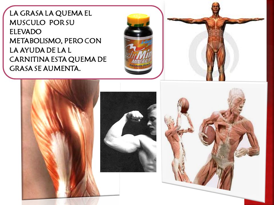 LA GRASA LA QUEMA EL MUSCULO POR SU ELEVADO METABOLISMO, PERO CON LA AYUDA DE LA L CARNITINA ESTA QUEMA DE GRASA SE AUMENTA.