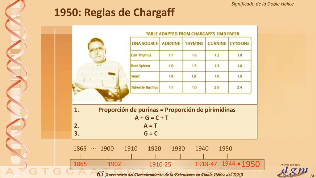 1950: Reglas de Chargaff 1. Proporción de purinas = Proporción de pirimidinas. A + G = C + T.