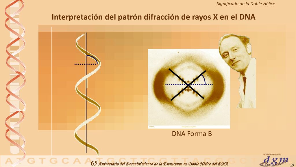 Interpretación del patrón difracción de rayos X en el DNA