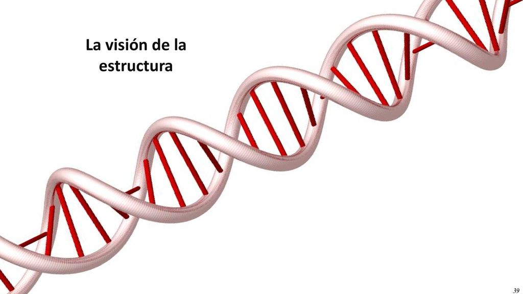 La visión de la estructura La visión de la estructura