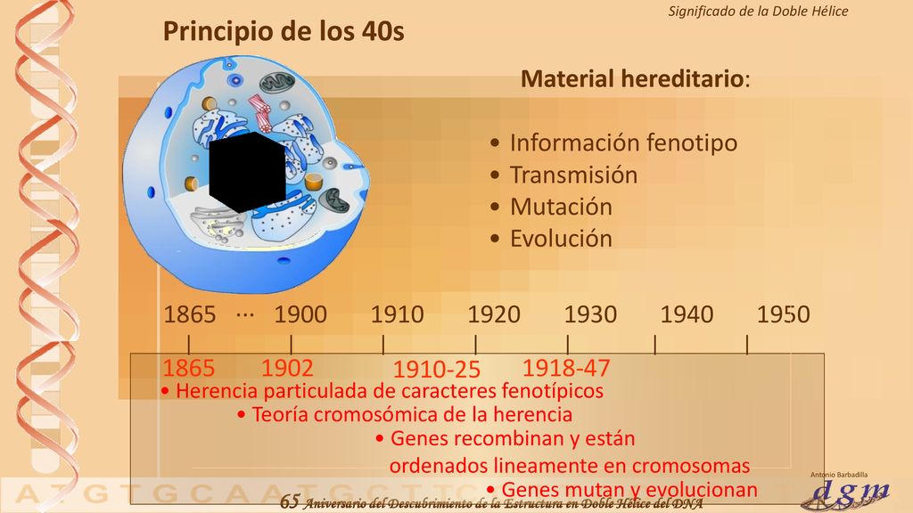 Principio de los 40s Material hereditario: Información fenotipo