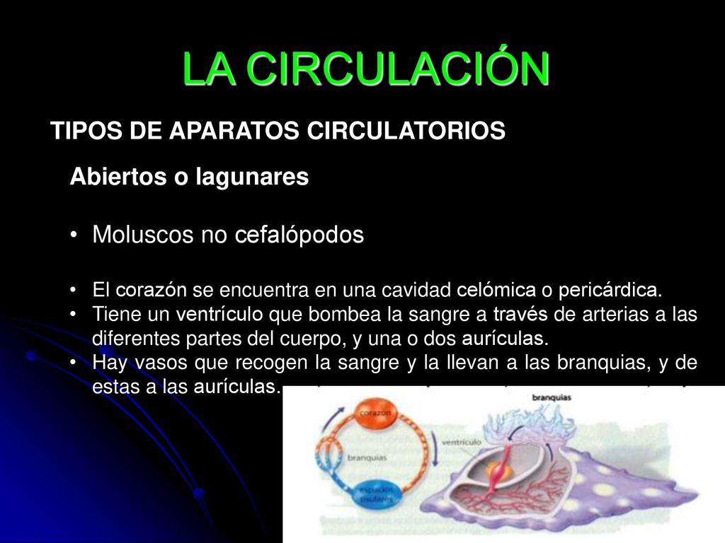 LA CIRCULACIÓN TIPOS DE APARATOS CIRCULATORIOS Abiertos o lagunares