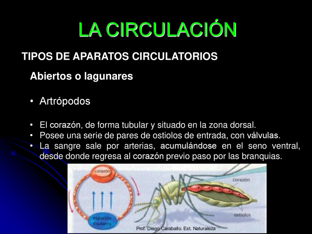 LA CIRCULACIÓN TIPOS DE APARATOS CIRCULATORIOS Abiertos o lagunares