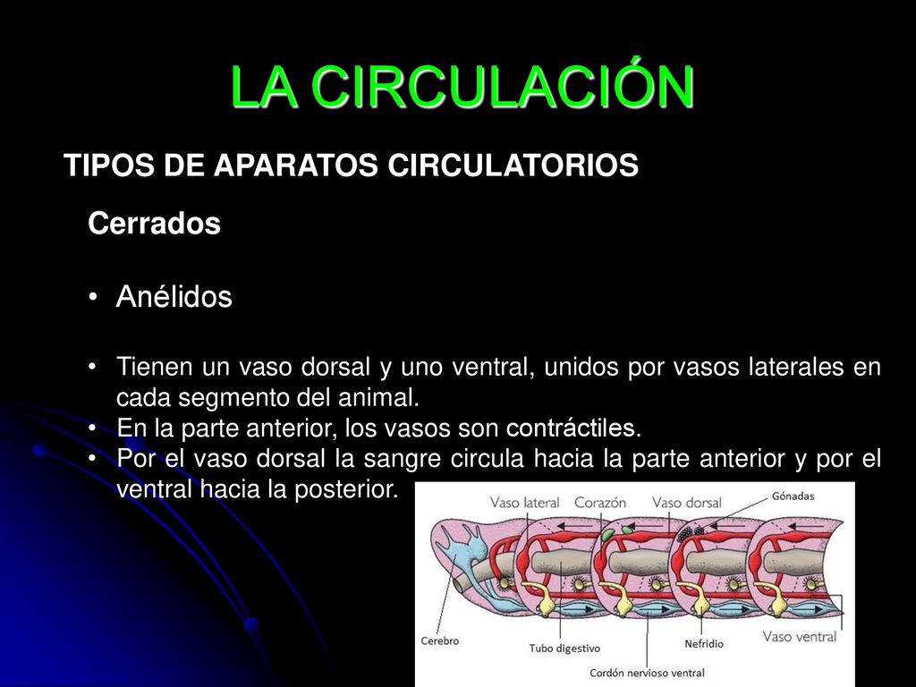 LA CIRCULACIÓN TIPOS DE APARATOS CIRCULATORIOS Cerrados Anélidos