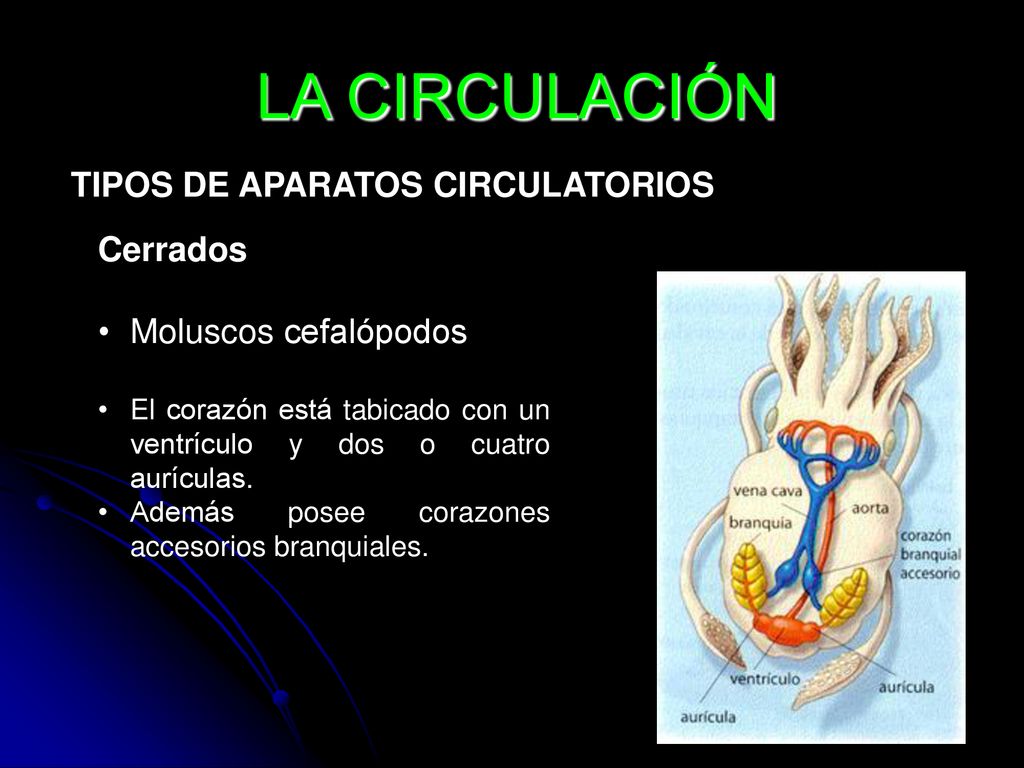 LA CIRCULACIÓN TIPOS DE APARATOS CIRCULATORIOS Cerrados