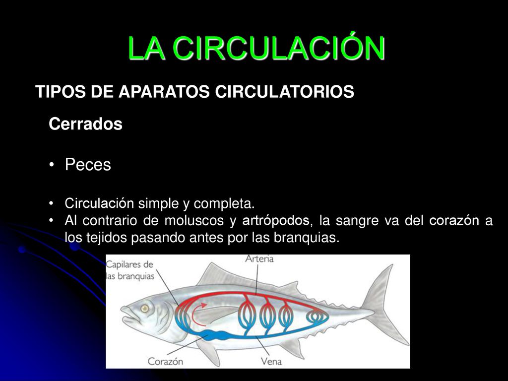 LA CIRCULACIÓN TIPOS DE APARATOS CIRCULATORIOS Cerrados Peces
