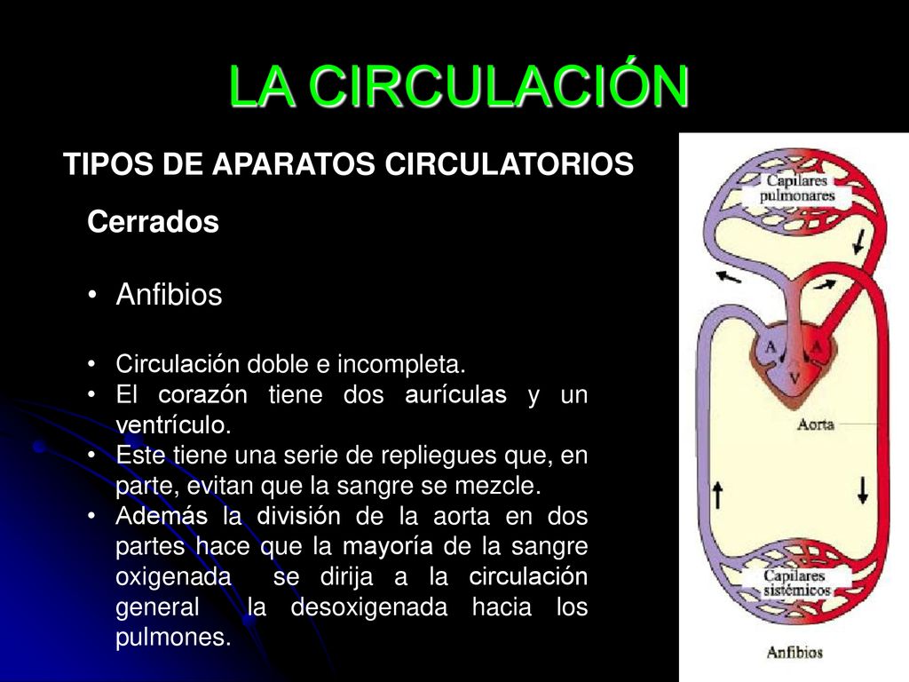 LA CIRCULACIÓN TIPOS DE APARATOS CIRCULATORIOS Cerrados Anfibios