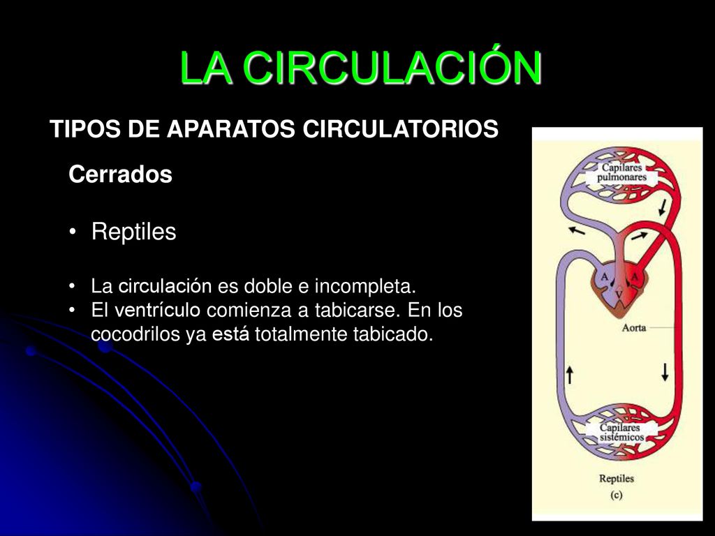 LA CIRCULACIÓN TIPOS DE APARATOS CIRCULATORIOS Cerrados Reptiles