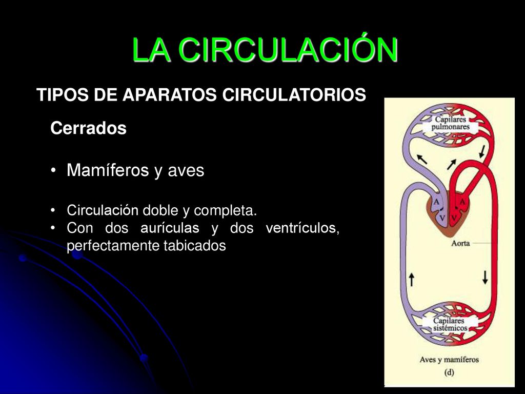 LA CIRCULACIÓN TIPOS DE APARATOS CIRCULATORIOS Cerrados