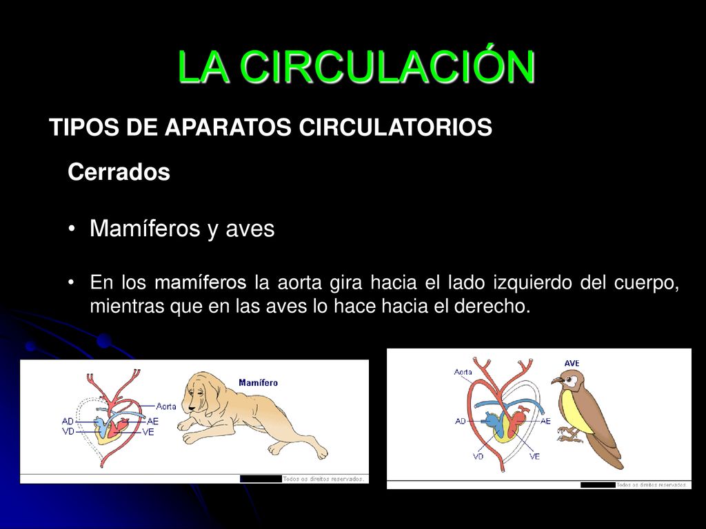 LA CIRCULACIÓN TIPOS DE APARATOS CIRCULATORIOS Cerrados