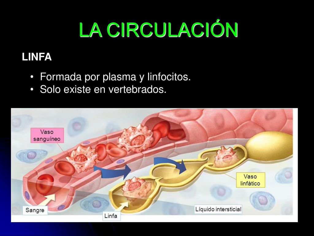LA CIRCULACIÓN LINFA Formada por plasma y linfocitos.