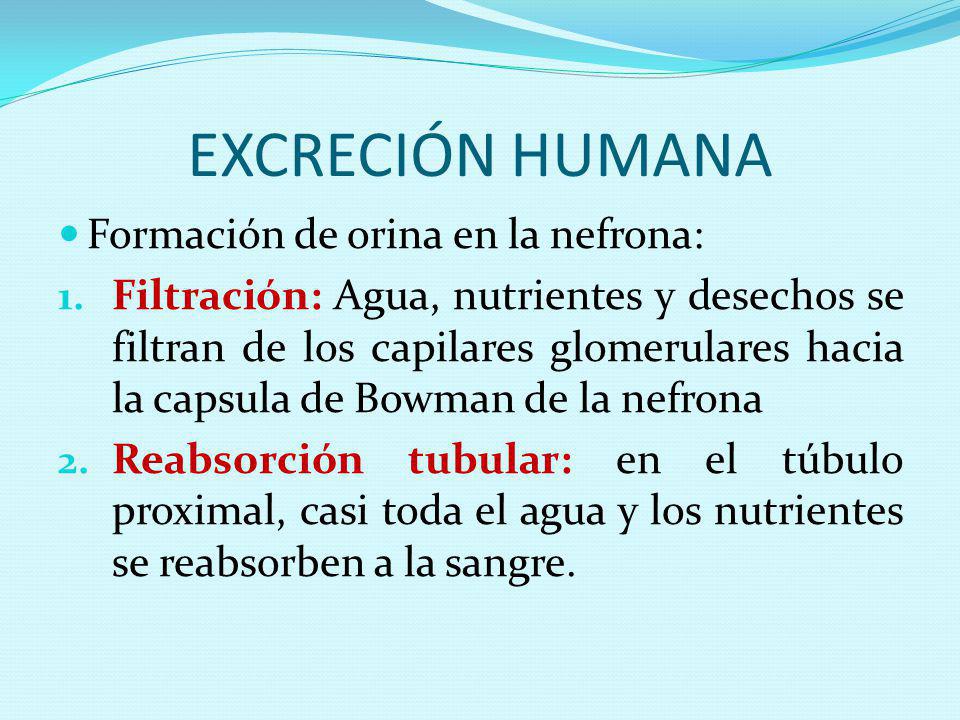 EXCRECIÓN HUMANA Formación de orina en la nefrona: