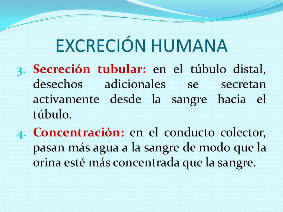 EXCRECIÓN HUMANA Secreción tubular: en el túbulo distal, desechos adicionales se secretan activamente desde la sangre hacia el túbulo.