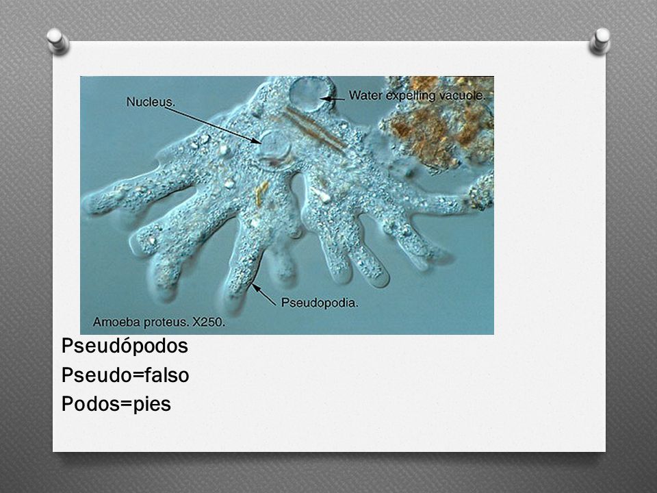 Pseudópodos Pseudo=falso Podos=pies
