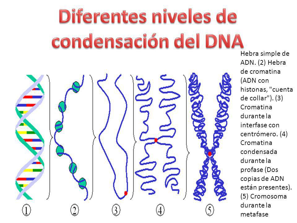 Renacimiento Glorioso Decorativo Niveles De Condensaci N Del Adn Ara A