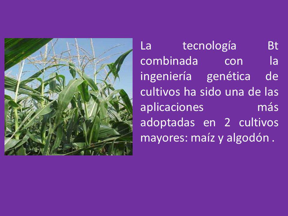 La tecnología Bt combinada con la ingeniería genética de cultivos ha sido una de las aplicaciones más adoptadas en 2 cultivos mayores: maíz y algodón .