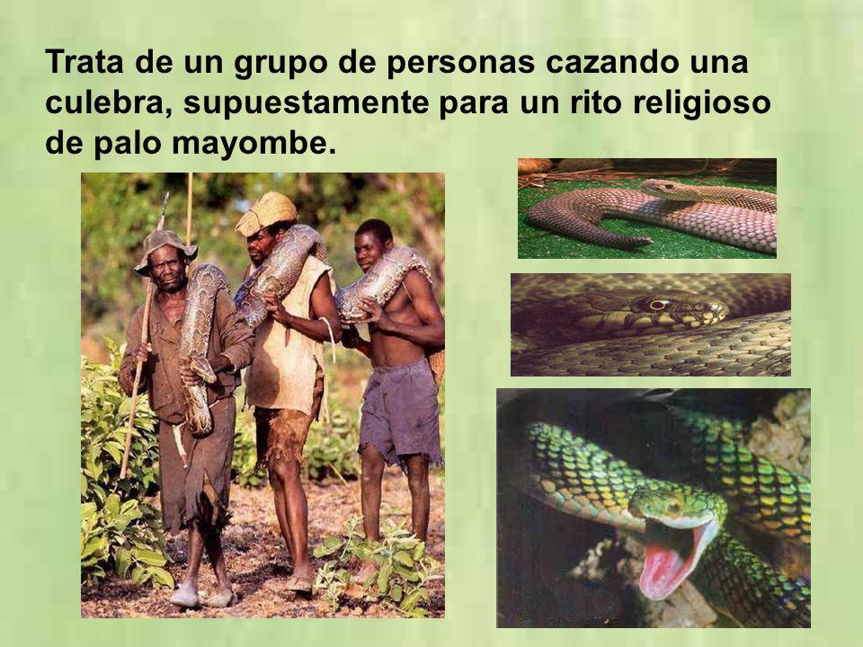 Trata de un grupo de personas cazando una culebra, supuestamente para un rito religioso de palo mayombe.